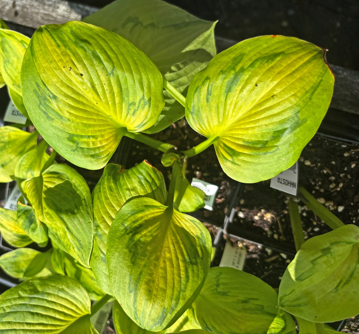 Tattoo Hosta