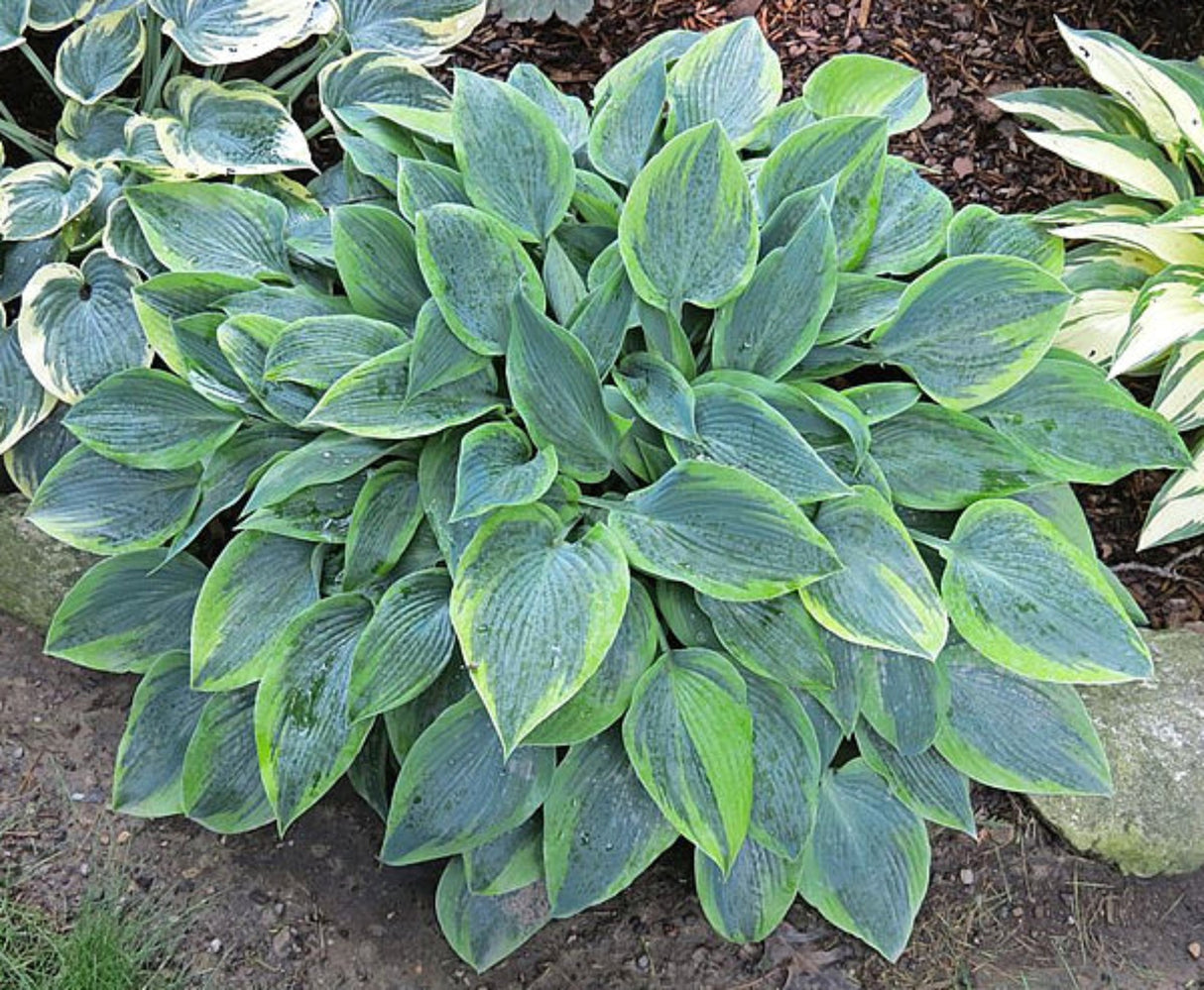 Teatime Hosta