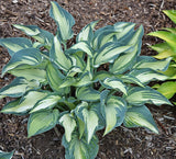 Teacher's Pride Hosta