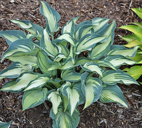 Teacher's Pride Hosta