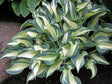Teacher's Pride Hosta