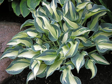 Teacher's Pride Hosta