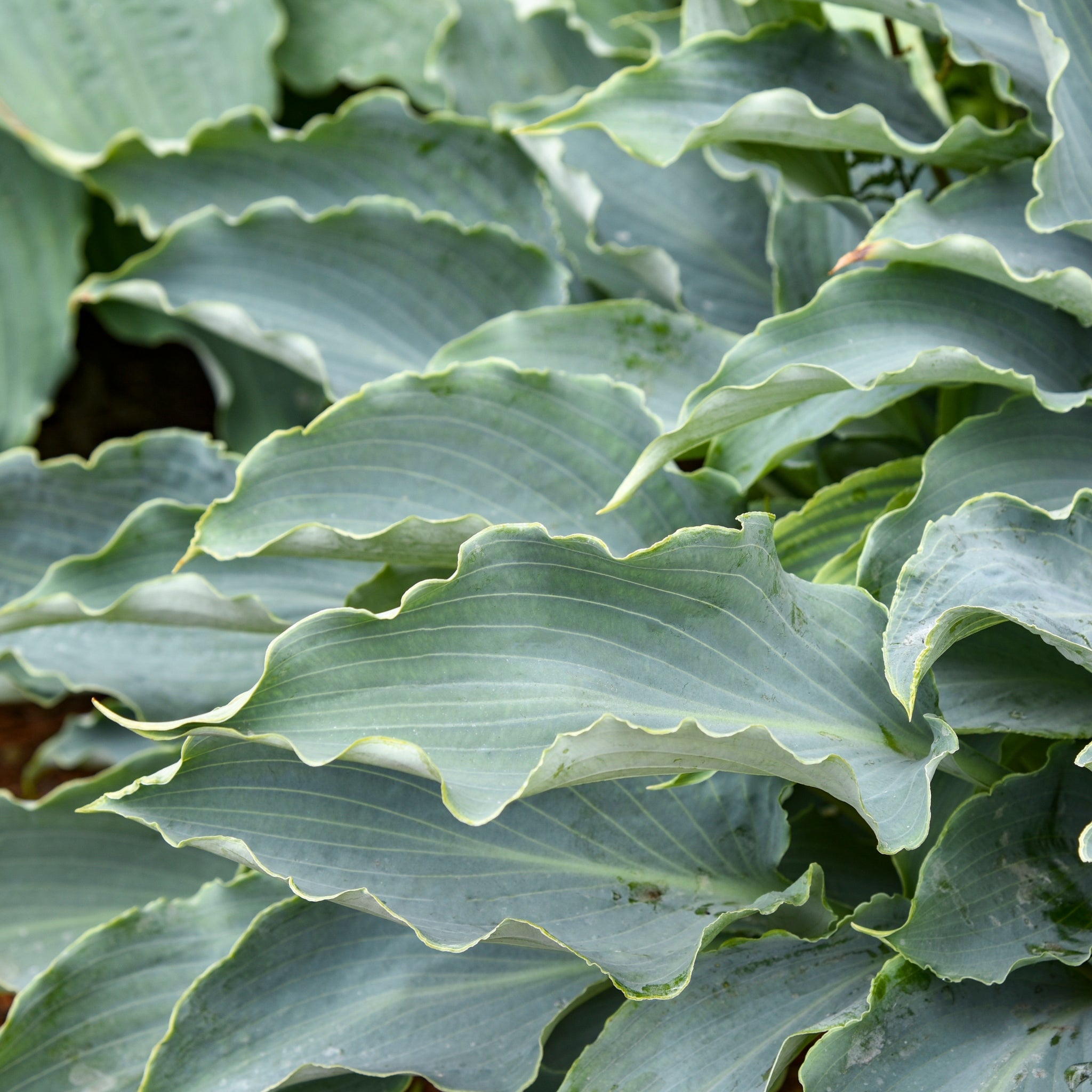 Tears in Heaven PP33297 Hosta - Slug Resistant Medium Blue Hosta