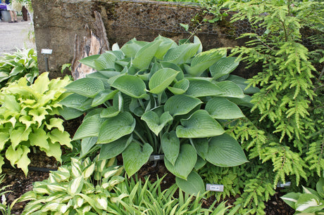 Tenryu Hosta