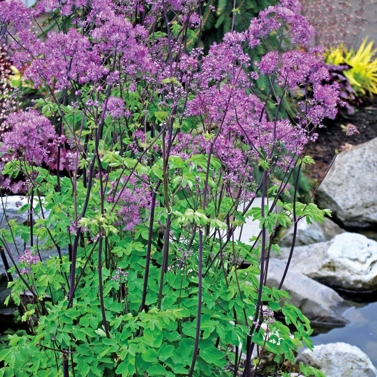 Thalictrum ‘Black Stockings’
