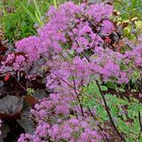 Thalictrum ‘Black Stockings’