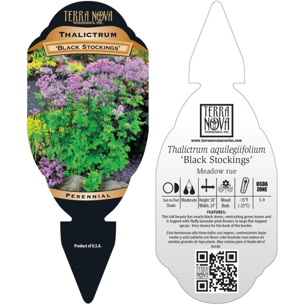 Thalictrum ‘Black Stockings’