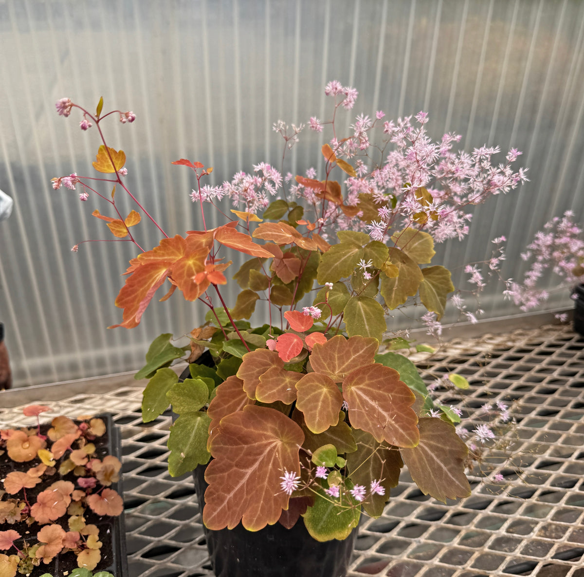 Thalictrum NOVA® ‘Star’