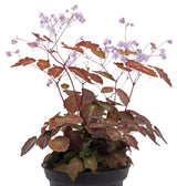Thalictrum NOVA® ‘Star’