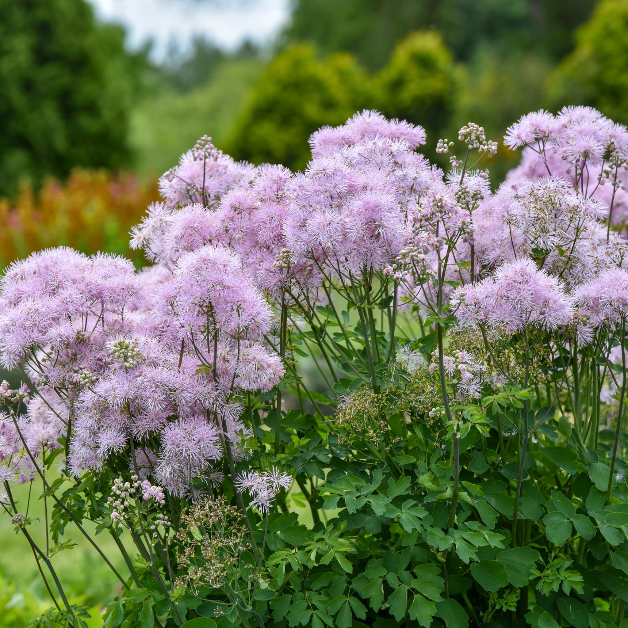 cotton succulent Thalictrum 'Cotton Candy' PPAF – NH Hostas