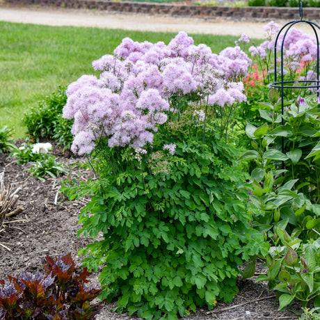 Thalictrum 'Cotton Candy' PPAF CPBRAF