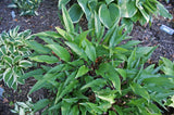 The Razor's Edge Hosta