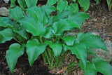 The Shire Hosta (NEW For 2022!)