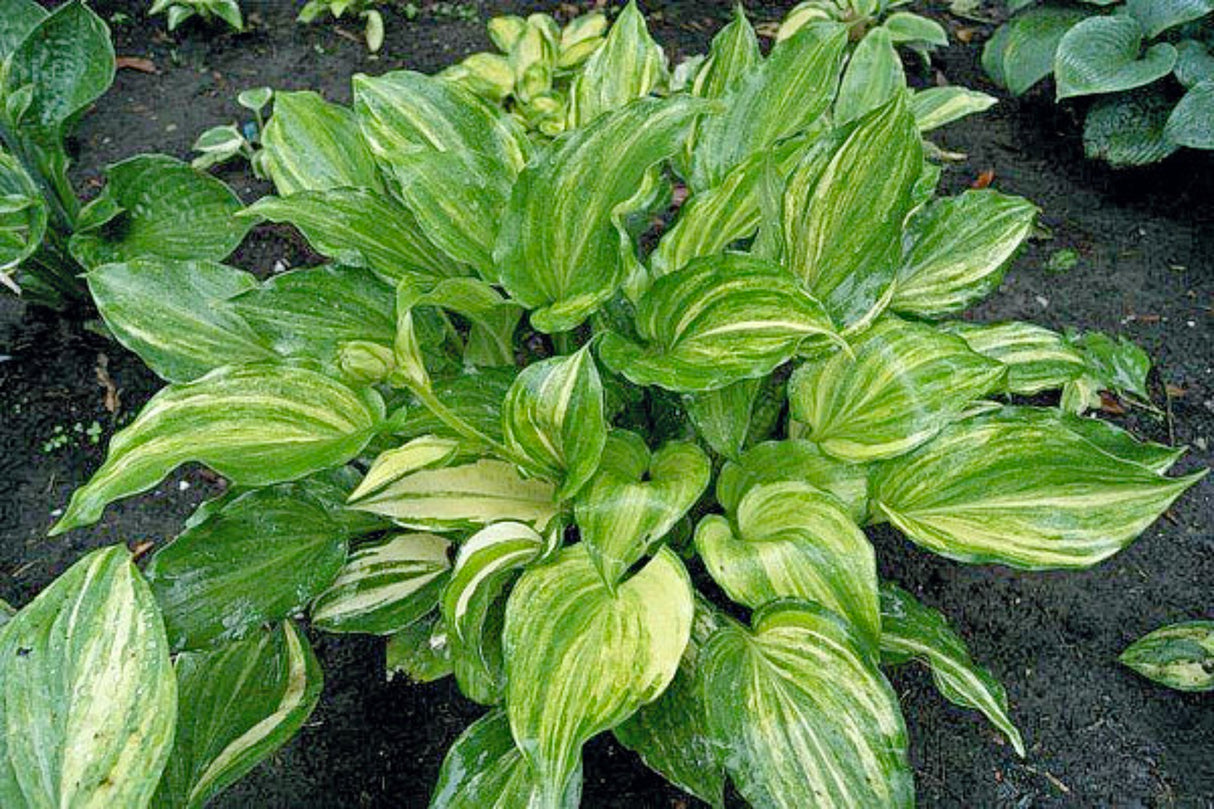 The Sweetest Thing Hosta