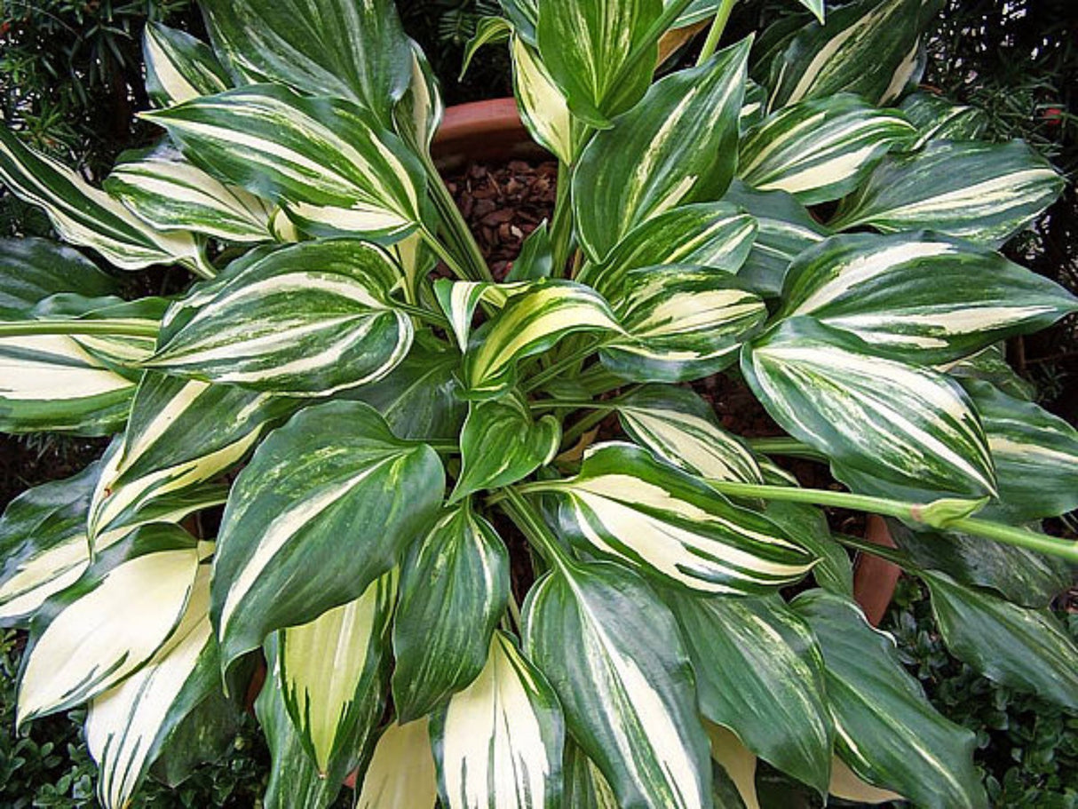 The Sweetest Thing Hosta