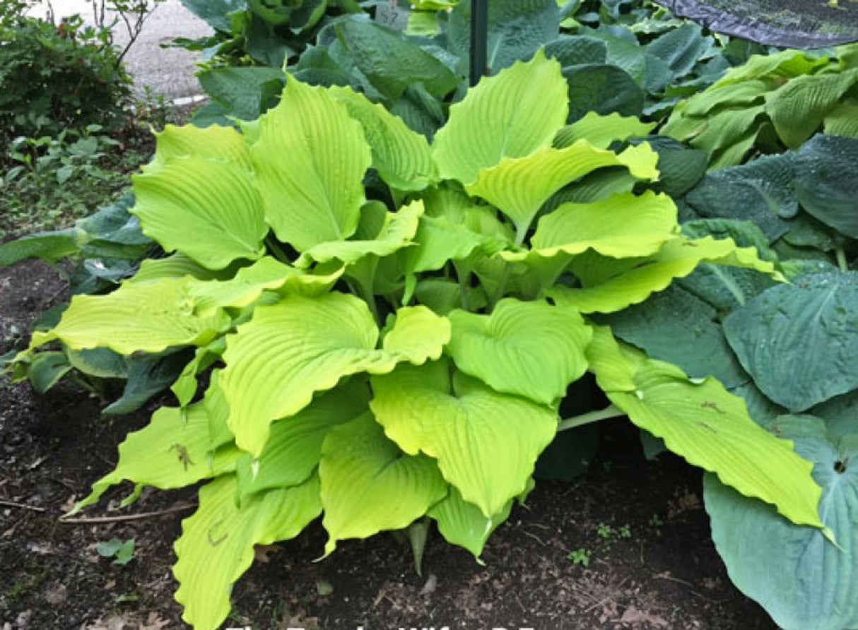 The Trophy Wife Hosta - Available in May!