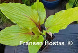 The Walking Red Hosta Courtesy of Fransen Hostas