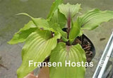 The Walking Red Hosta Courtesy of Fransen Hostas