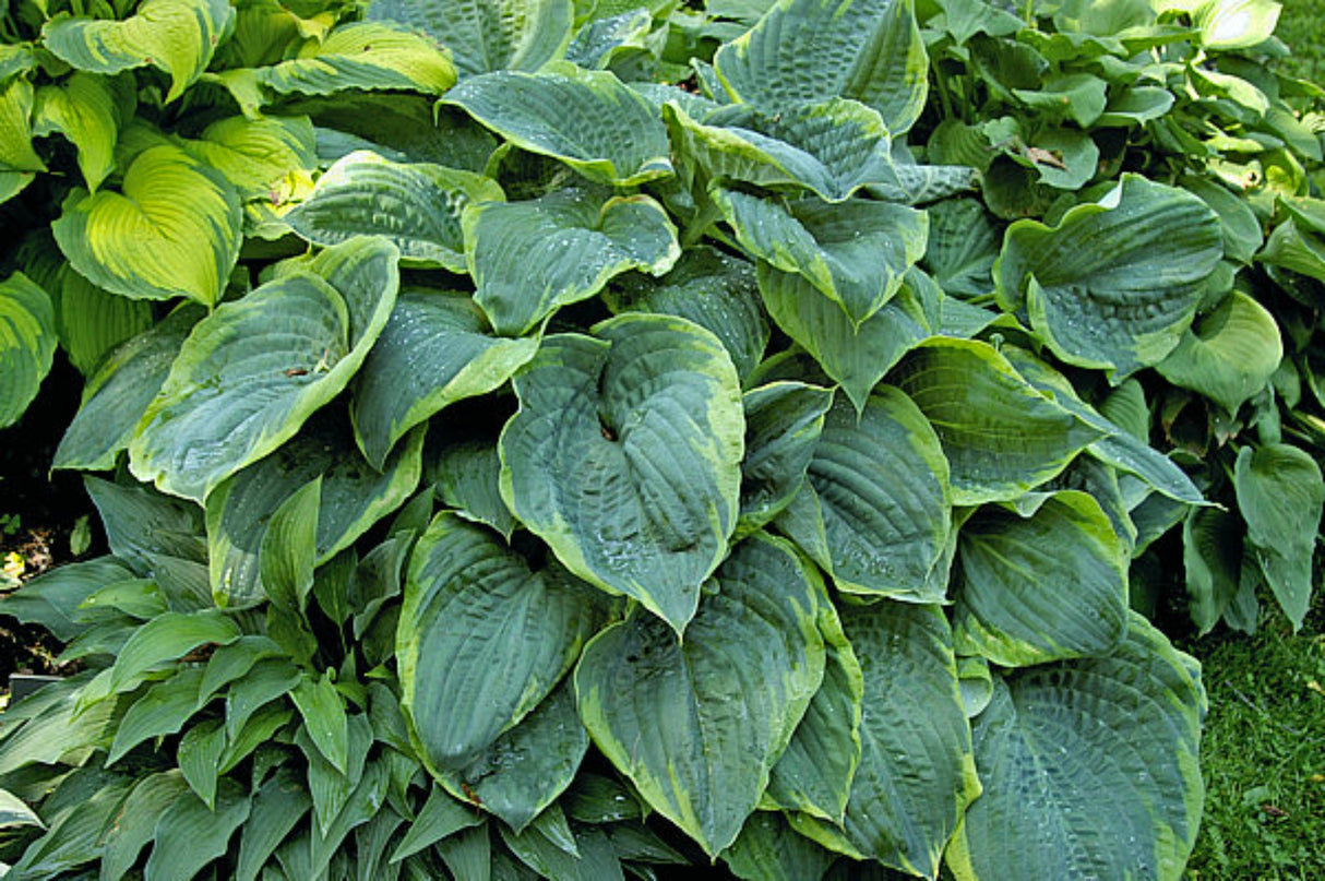 Three Sisters Hosta