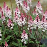 Tiarella 'Raspberry Sundae' Courtesy of Growing Colors