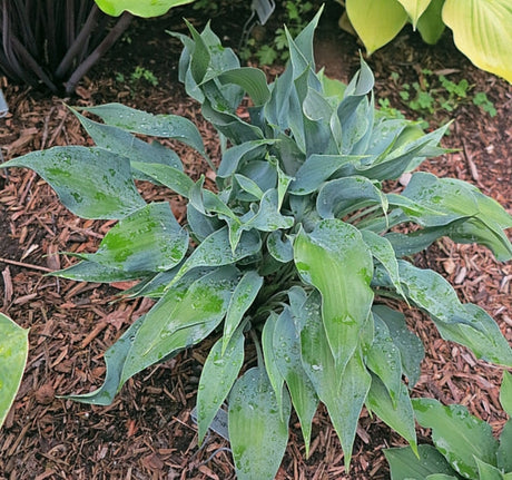 Tilt-A-Whirl Hosta Courtesy of The Hosta Library