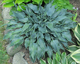 Tilt-A-Whirl Hosta Courtesy of The Hosta Library