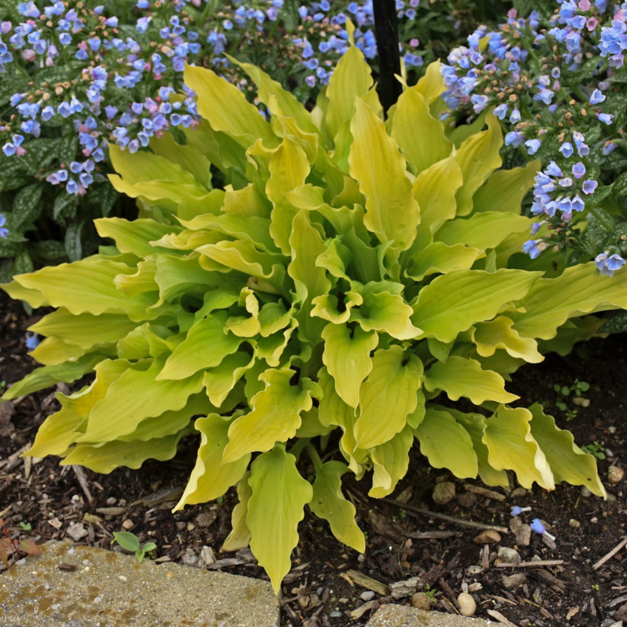 Time in a Bottle PP33267 Hosta - Small Gold Hosta Rippled Foliage