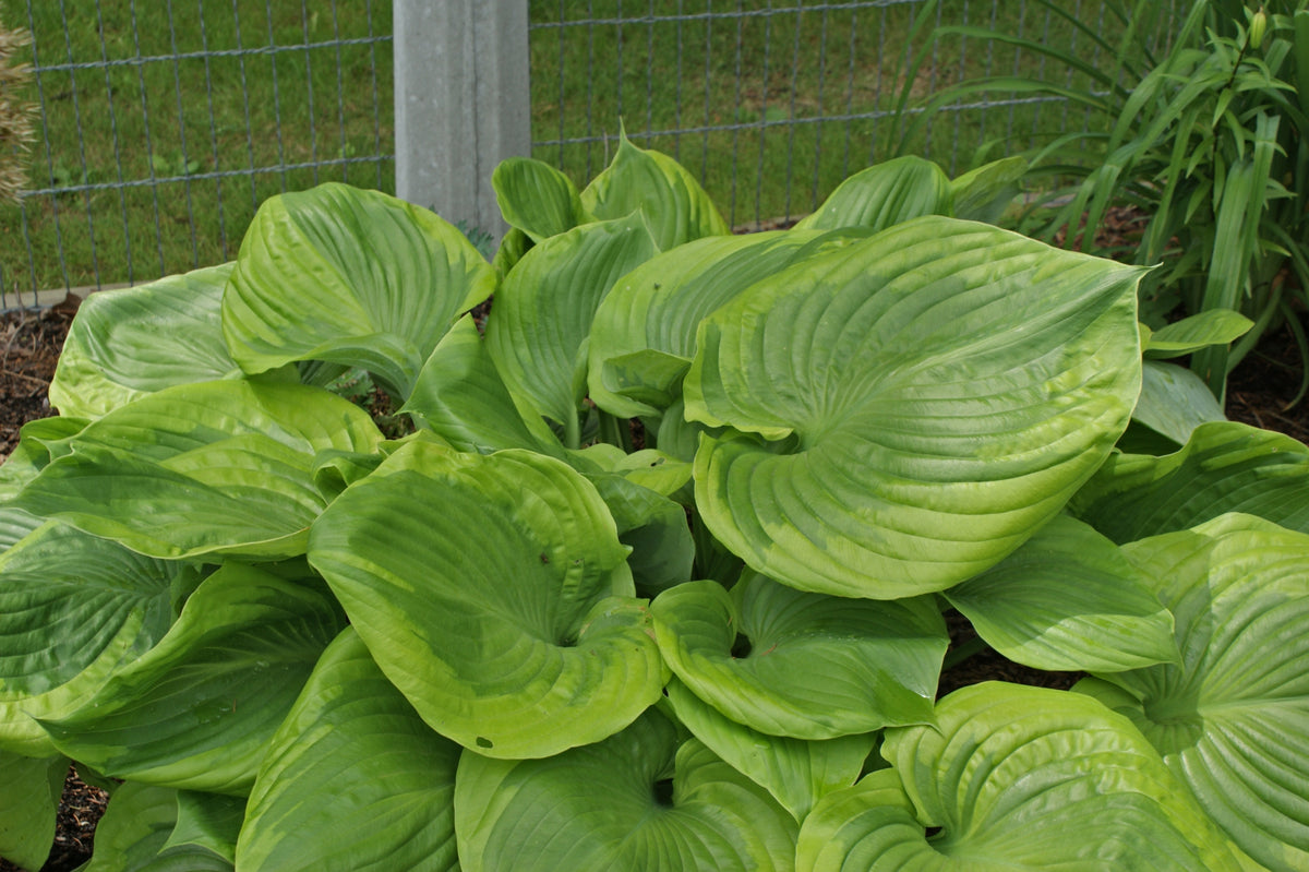 Titanic Hosta