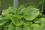 Titanic Hosta