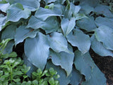 Titanium Hosta