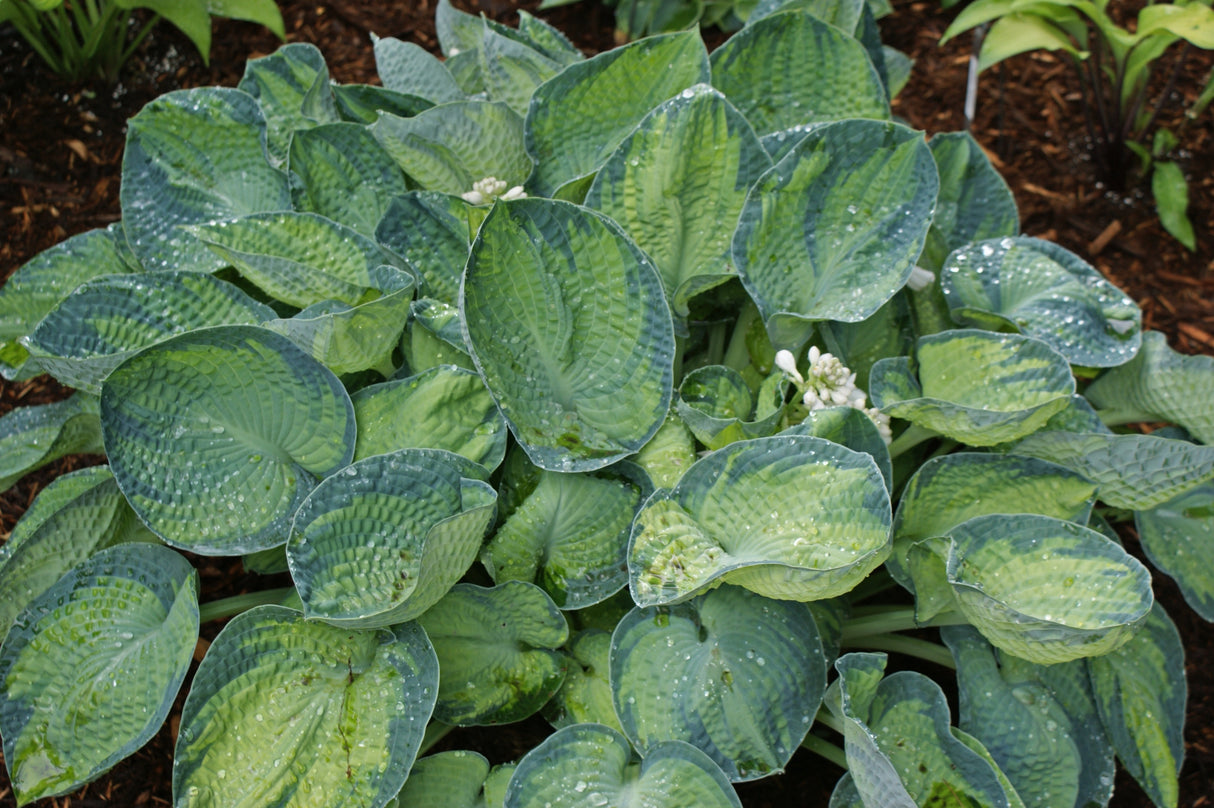 Tokudama Aureonebulosa Hosta