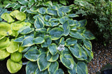 Tokudama Flavocircinalis Hosta