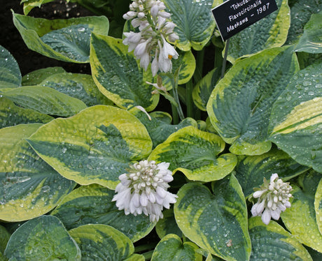 Tokudama Flavocircinalis Hosta