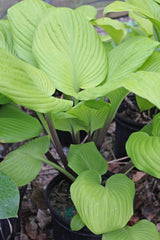 Tom Terrific Hosta