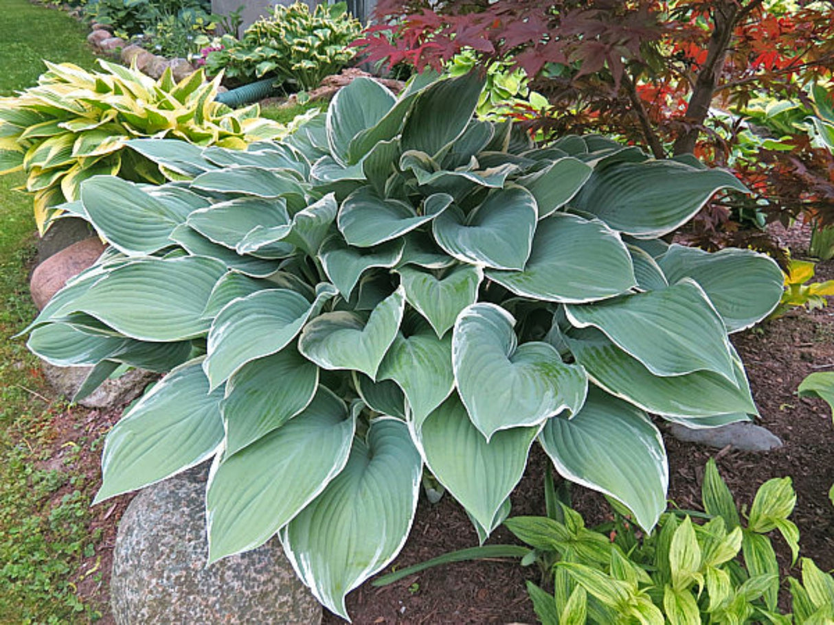 Tom Schmid Hosta