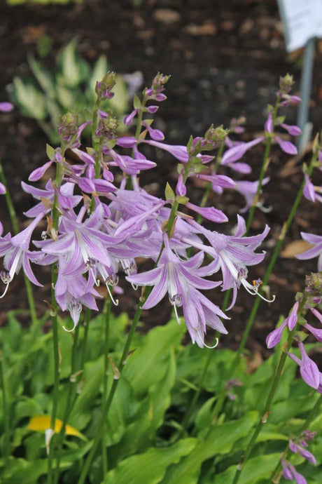 Tongue Lashing Hosta