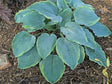 Top Shelf Hosta