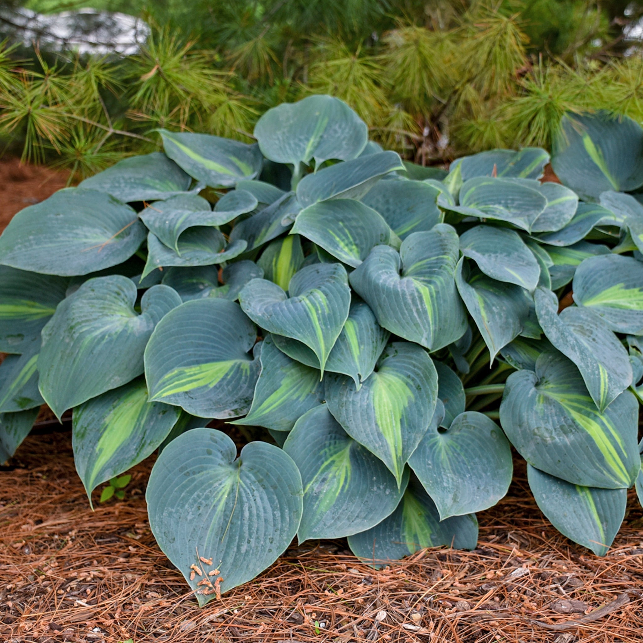 New Hampshire Hostas Touch of Class Hosta