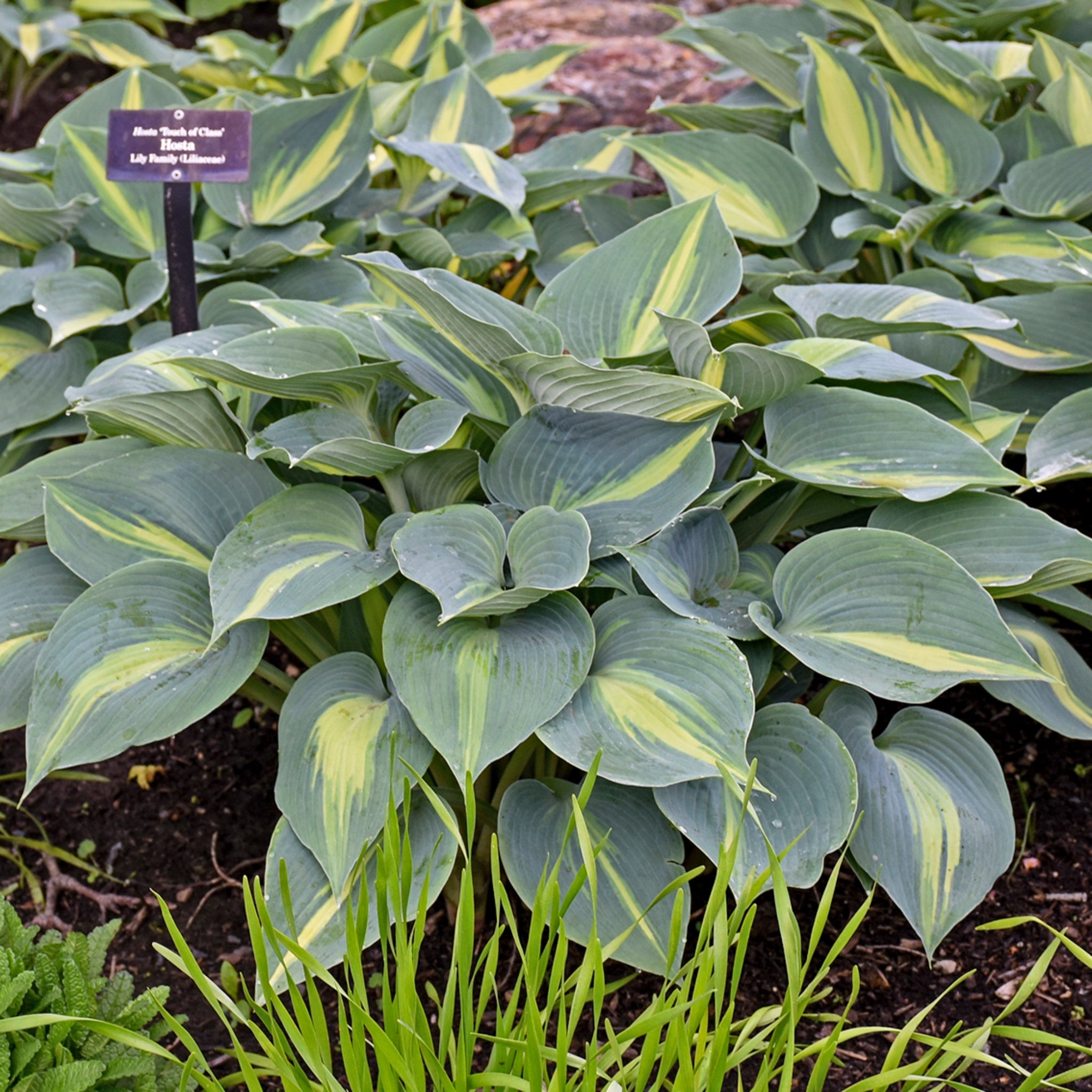 New Hampshire Hostas Touch of Class Hosta - Thumbnail 3