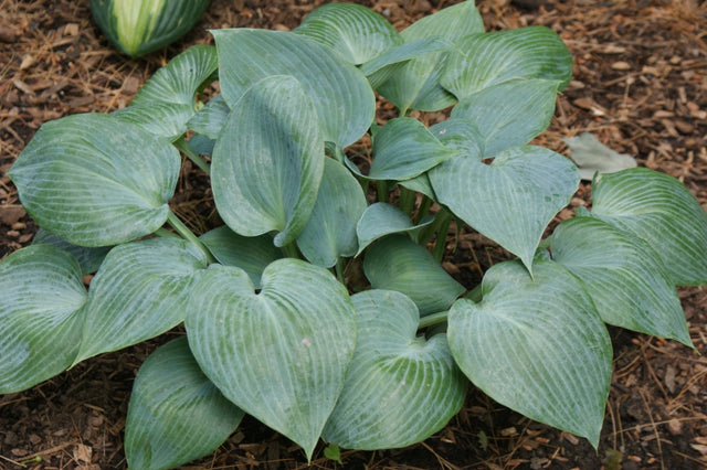 Touch of Frost Hosta 