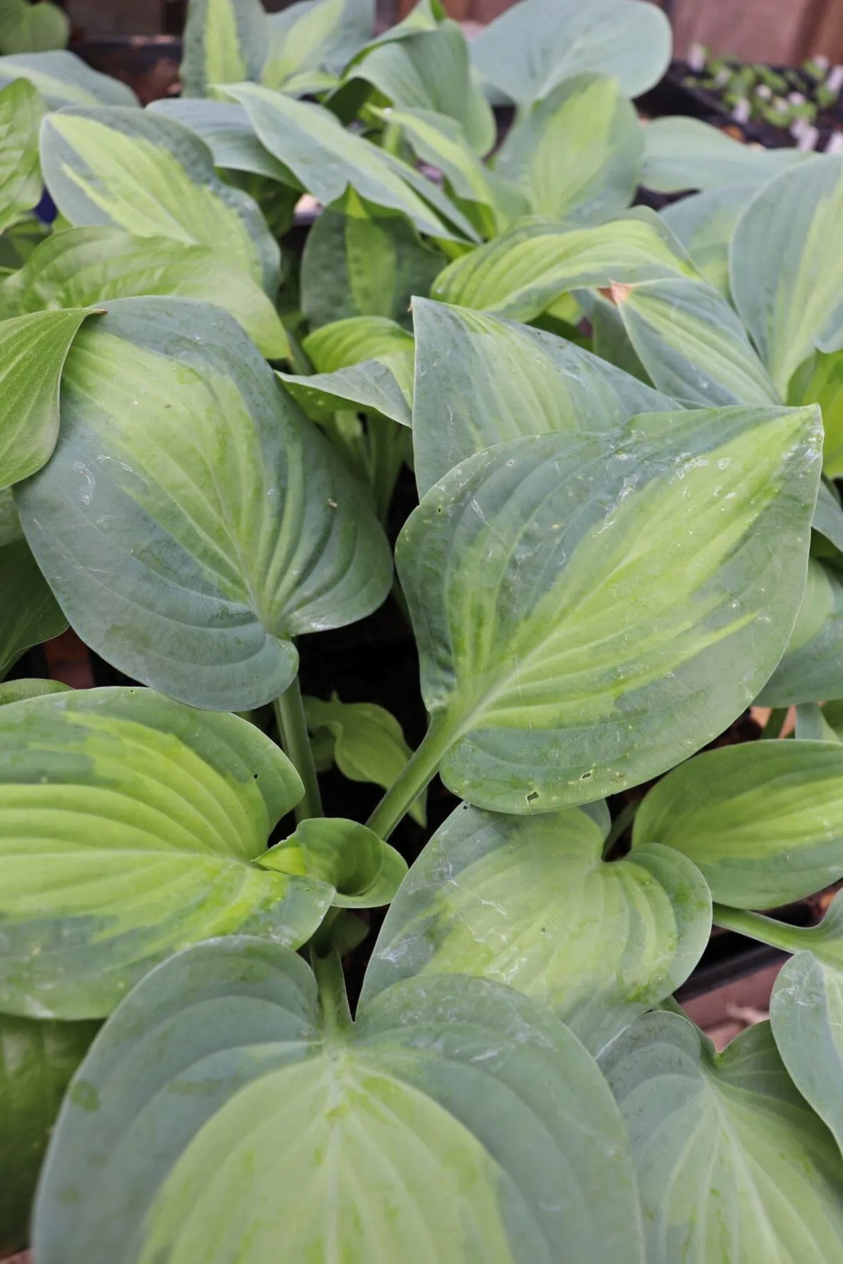 Twice as Nice Hosta (NEW For 2020!) Available in May!
