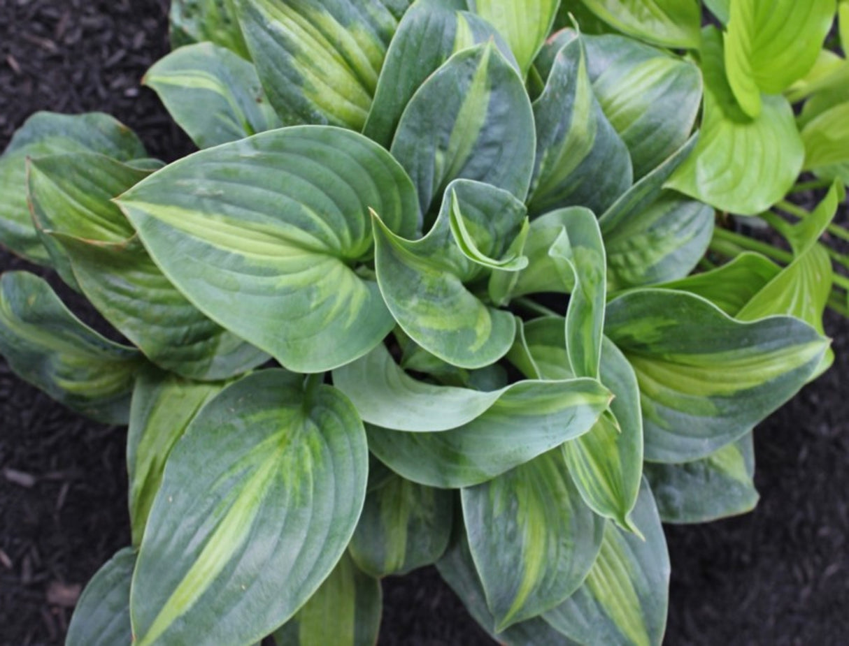 Twice as Nice Hosta (NEW For 2020!) Available in May!