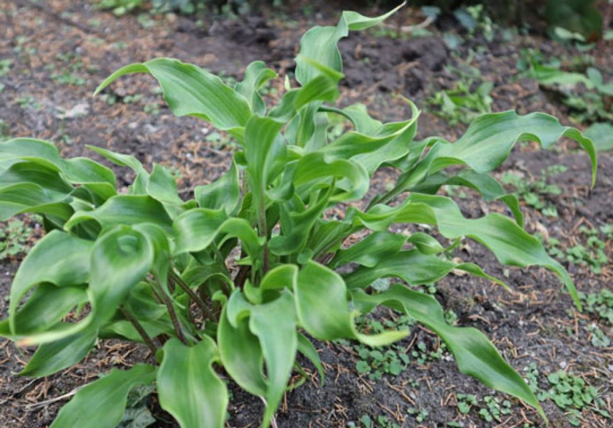 Twists and Turns Hosta