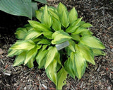 Upper Crust Hosta Courtesy of The Hosta Library