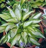Upper Crust Hosta Courtesy of The Hosta Library