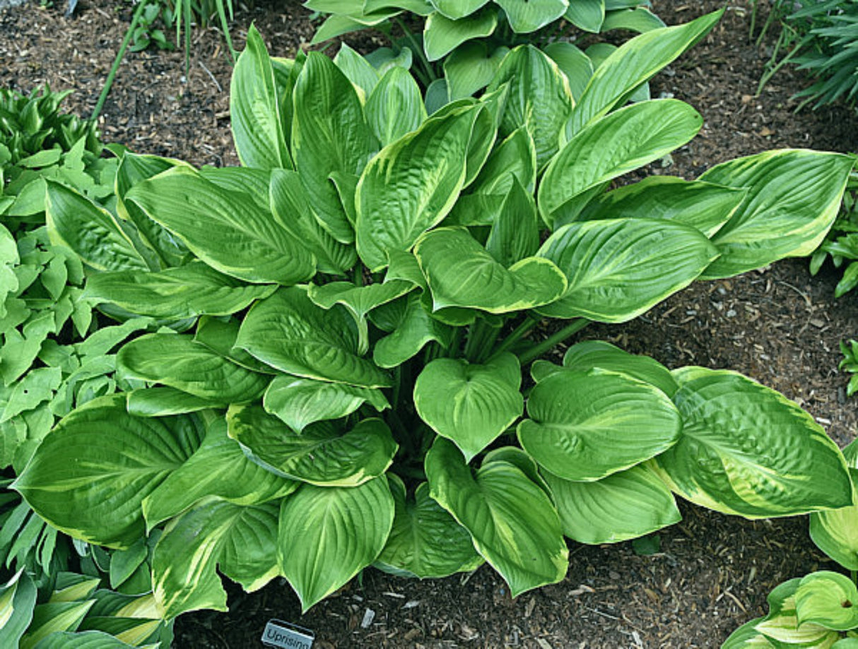 Uprising Hosta