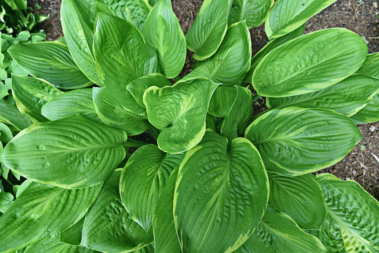 Uprising Hosta