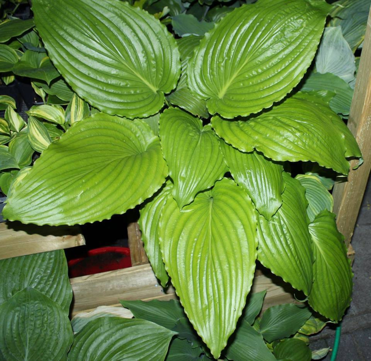 Valley's Glossy Veins Hosta