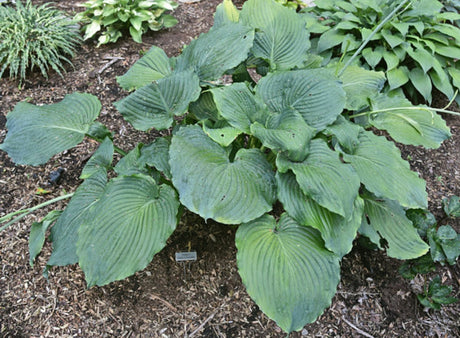Valley's Salty Crocodile Hosta Courtesy of The Hosta Library