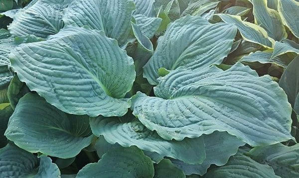 Valley's Salty Crocodile Hosta Courtesy of The Hosta Library